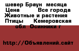 шевер Браун 2месяца › Цена ­ 200 - Все города Животные и растения » Птицы   . Кемеровская обл.,Осинники г.